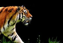 Co oznacza 1 2 3 w automacie? Co oznacza 1 2 3 w automacie?