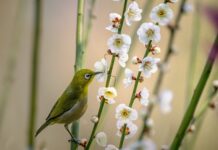 Co zrobić żeby Śliwa owocowała? Co zrobić żeby Śliwa owocowała?