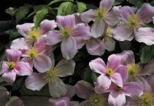 Czy Clematis gubi liście na zimę? Czy Clematis gubi liście na zimę?