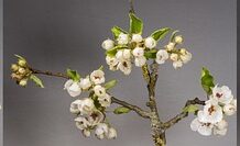 Co nie jest owocem? Co nie jest owocem?