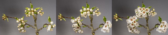 Co nie jest owocem? Co nie jest owocem?