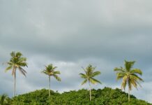 Co posadzić przy betonowym płocie? Co posadzić przy betonowym płocie?