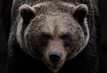 Ile koni mechanicznych ma ursus C360? Ile koni mechanicznych ma ursus C360?